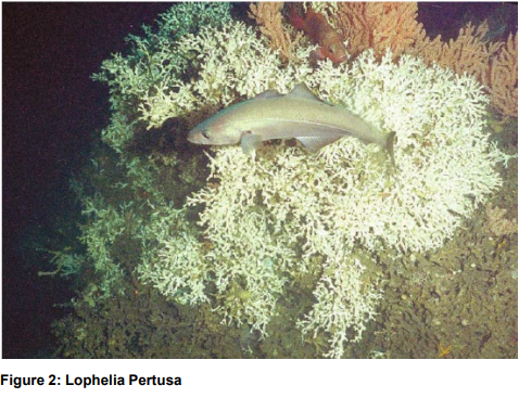 Lophelia pertusa